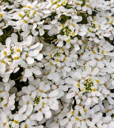 Candytuft Snowsation